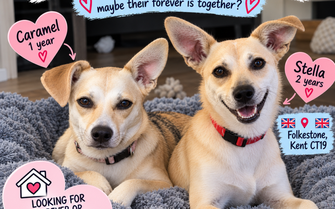 UK Based (Folkestone, Kent CT19): CARAMEL & STELLA – TWO LOW-MEDIUM GIRLS, ONE SPECIAL FRIENDSHIP