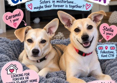 UK Based (Folkestone, Kent CT19): CARAMEL & STELLA – TWO LOW-MEDIUM GIRLS, ONE SPECIAL FRIENDSHIP