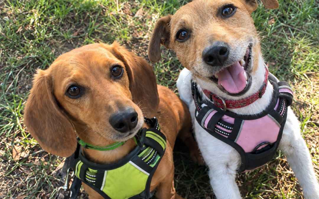 UK Surrender (Lichfield, East Midlands): BONDED PAIR: Boycie (8-year-old small Miniature Dachshund boy) & Marlene (6-year-old small short-legged Jack Russell girl)- Reduced Fee
