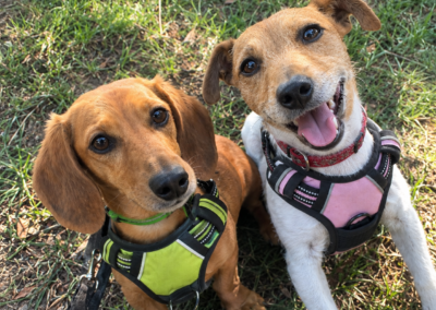 UK Surrender (Lichfield, East Midlands): BONDED PAIR: Boycie (8-year-old small Miniature Dachshund boy) & Marlene (6-year-old small short-legged Jack Russell girl)- Reduced Fee