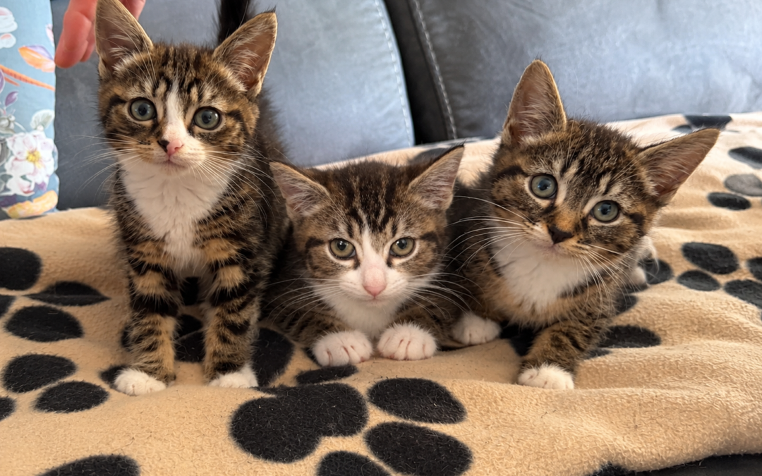 Located Burton-upon-Trent DE15:❤️🐱 MARIO, LUIGI, PRINCESS PEACH – THREE TINY TABBIES- 8 weeks old