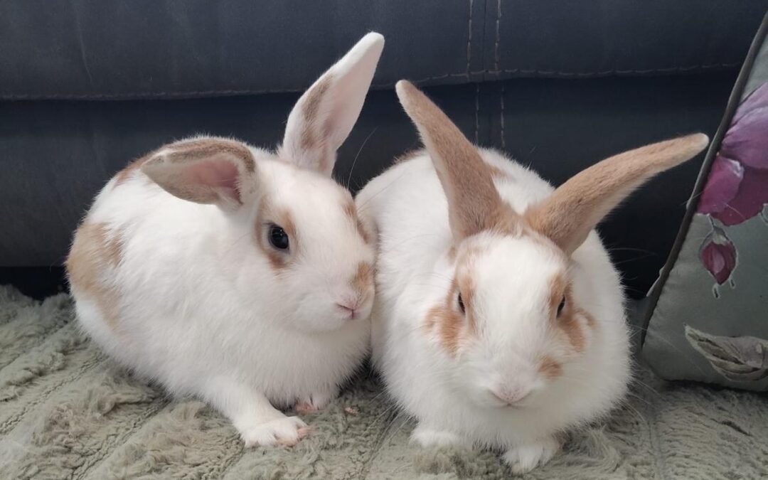 UK Abandoned (Burton-upon-Trent DE15): PEANUT & BUTTER – TWO 6 MONTHS OLD BROTHERS, ONE HOME- Neutered and Vaccinated