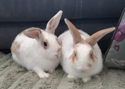 UK Abandoned (Burton-upon-Trent DE15): PEANUT & BUTTER – TWO 6 MONTHS OLD BROTHERS, ONE HOME- Neutered and Vaccinated
