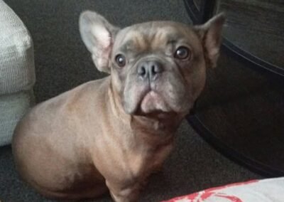 UK Surrender (Burton-upon-Trent DE15): Rocky -4-year-old French Bulldog – Reduced Fee