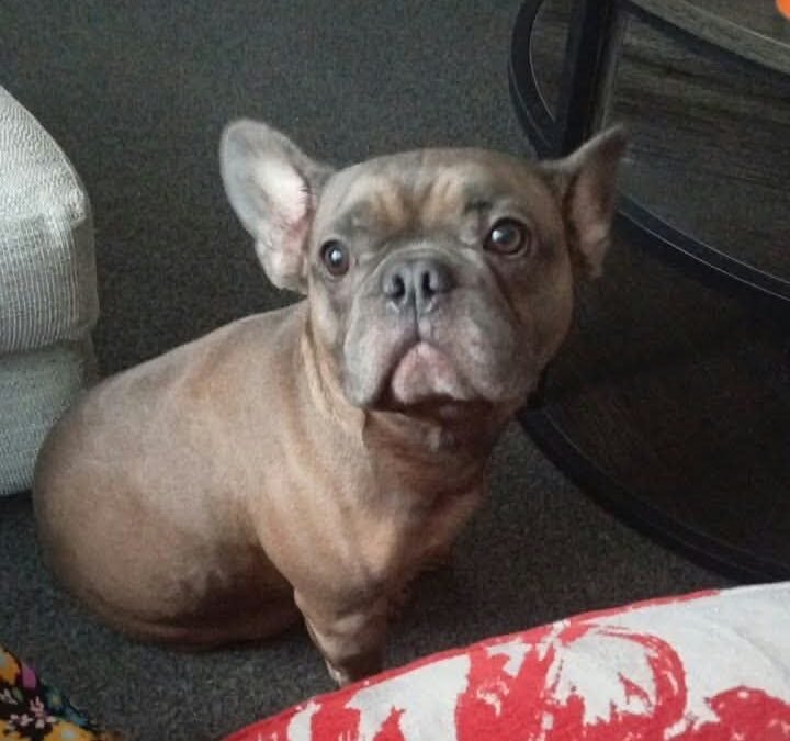 UK Surrender (Burton-upon-Trent DE15): Rocky -4-year-old French Bulldog – Reduced Fee