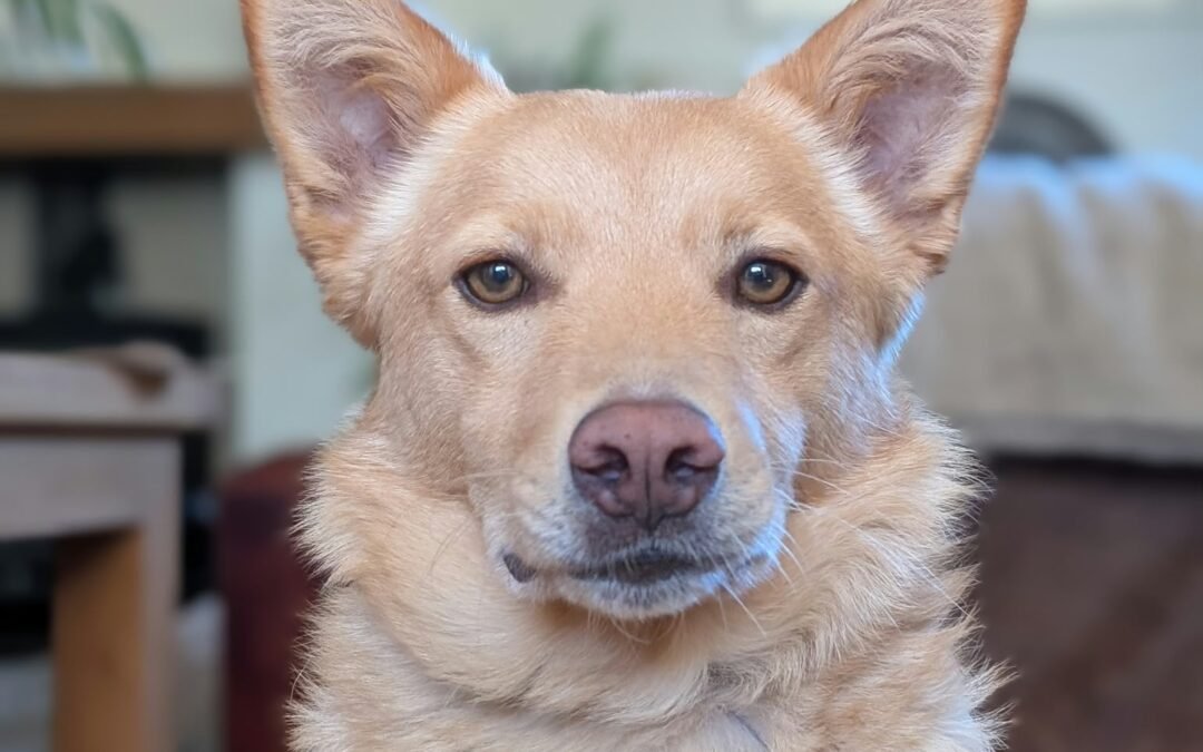 Reserved: UK Based (East Sussex BN8) Reggie – 2-year-old lower-medium boy, friendly & social