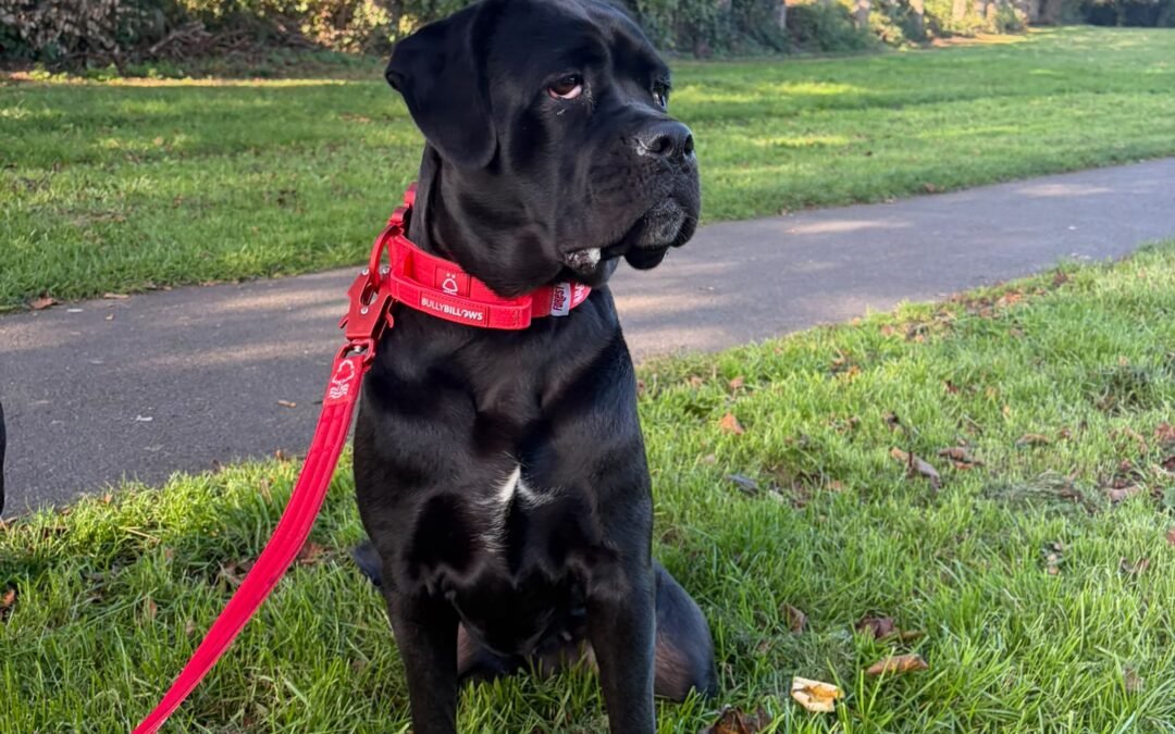 Reserved: UK Surrender (Burton-upon-Trent DE15): Jada-2-year-old small version of Cane Corso cross girl- Reduced Fees