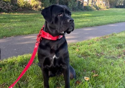 UK Surrender (Burton-upon-Trent DE15): Jada-2-year-old small version of Cane Corso cross girl- Reduced Fees