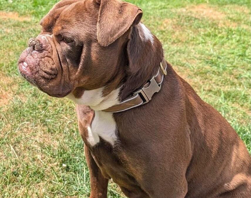 URGENT!: UK Surrender (Nottinghamshire): Kinder is an 8½-year-old, large Old Tyme Bulldog girl-Reduced Fees