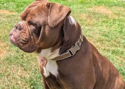 URGENT!: UK Surrender (Nottinghamshire): Kinder is an 8½-year-old, large Old Tyme Bulldog girl-Reduced Fees