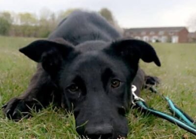 UK Surrender (LE65, Leicestershire):HARTLEY-6-year-old upper-medium mixed-breed boy – Reduced Fees