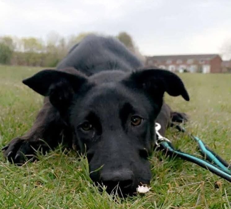 UK Surrender (LE65, Leicestershire):HARTLEY-6-year-old upper-medium mixed-breed boy – Reduced Fees