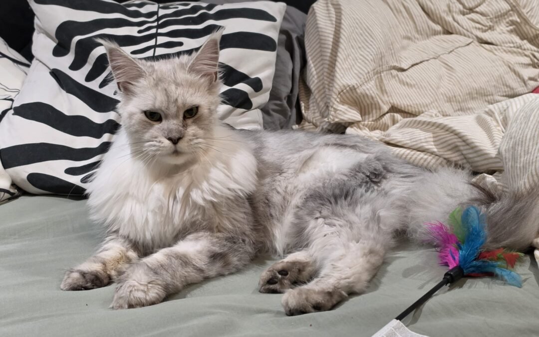 UK Surrender (DE11, Derbyshire): AURA – A MAJESTIC 1,5 YEARS OLD MAINE COON GIRL