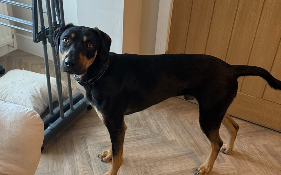 UK Surrender(Fishburn TS21, Durham): Arlo-19-month-old upper-medium Doberdor- Friendly, Cuddly, Clever – Reduced Fee