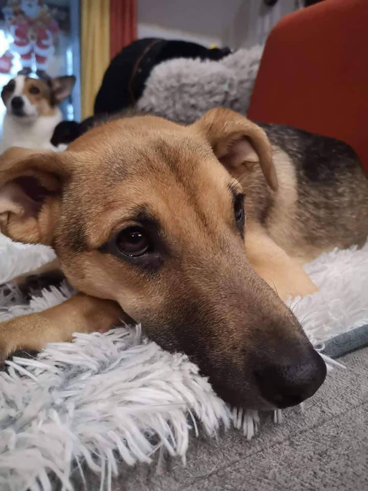 Dog Waiting