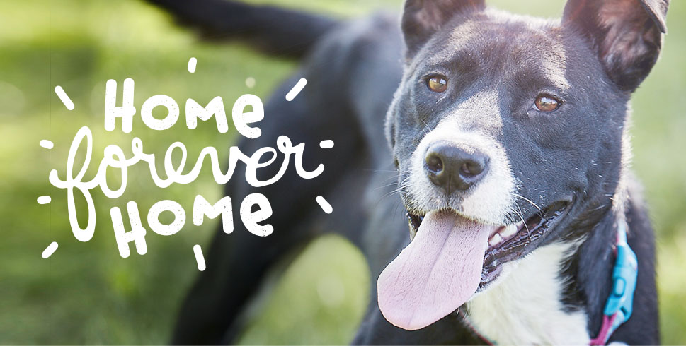 Forever home Forever home